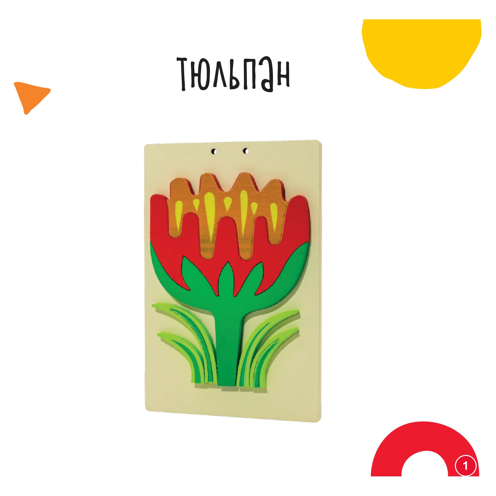 Тюльпан