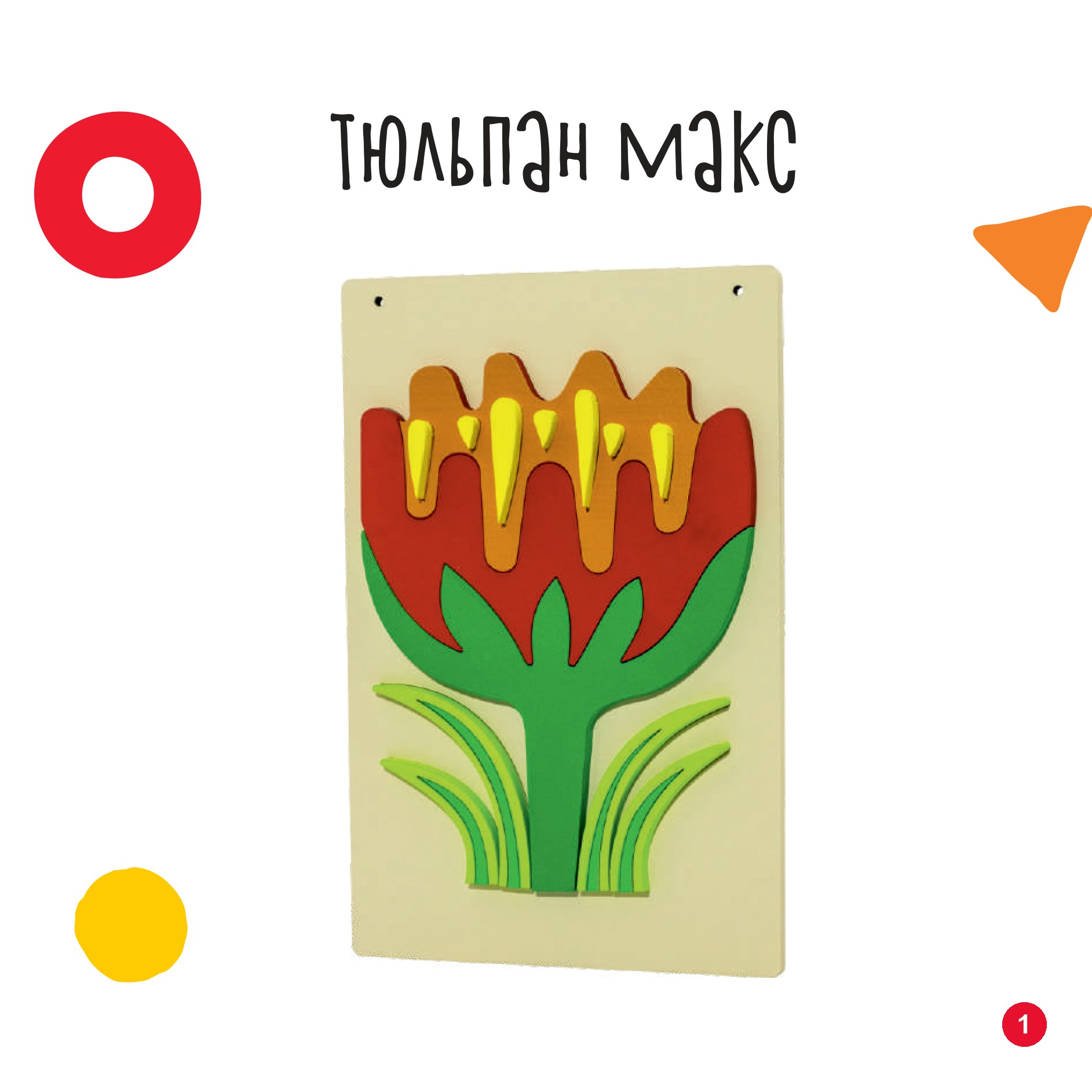 Тюльпан макс
